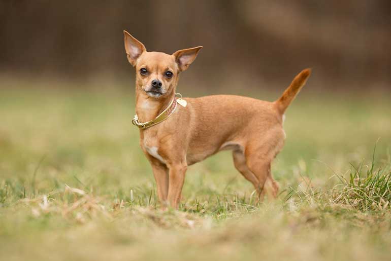 Chihuahua (Şişava)
