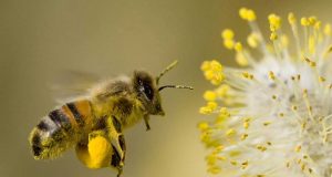 Arı Poleninin Faydaları ve Zararları Arı Poleninin Faydaları ve Zararları