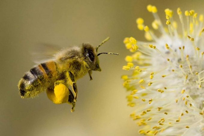 Arı Poleninin Faydaları ve Zararları Arı Poleninin Faydaları ve Zararları