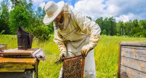 Arı Yetiştiriciliği Nedir, Nasıl Para Kazanılır? Arı Yetiştiriciliği Nedir, Nasıl Para Kazanılır