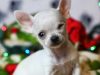 Dünyanın En Küçük 10 Köpek Cinsi Dünyanın En Küçük 10 Köpek Cinsi