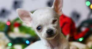 Dünyanın En Küçük 10 Köpek Cinsi Dünyanın En Küçük 10 Köpek Cinsi