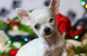 Dünyanın En Küçük 10 Köpek Cinsi Dünyanın En Küçük 10 Köpek Cinsi