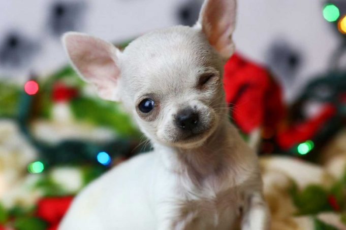 Dünyanın En Küçük 10 Köpek Cinsi Dünyanın En Küçük 10 Köpek Cinsi