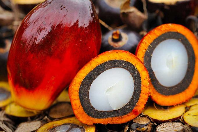 Palmiye Yağı Zararlı Mıdır? Palmiye Yağı Zararları