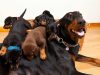 Doberman Cinsi Köpeğin Özellikleri Nelerdir? Doberman Cinsi Köpeğin Özellikleri