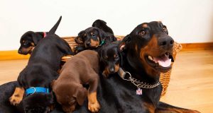 Doberman Cinsi Köpeğin Özellikleri Nelerdir? Doberman Cinsi Köpeğin Özellikleri