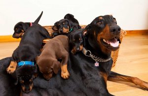 Doberman Cinsi Köpeğin Özellikleri Nelerdir? Doberman Cinsi Köpeğin Özellikleri
