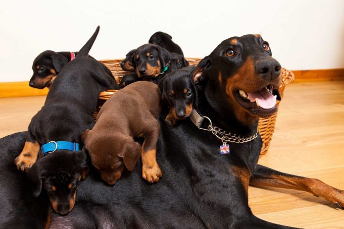Doberman Cinsi Köpeğin Özellikleri Nelerdir? Doberman Cinsi Köpeğin Özellikleri