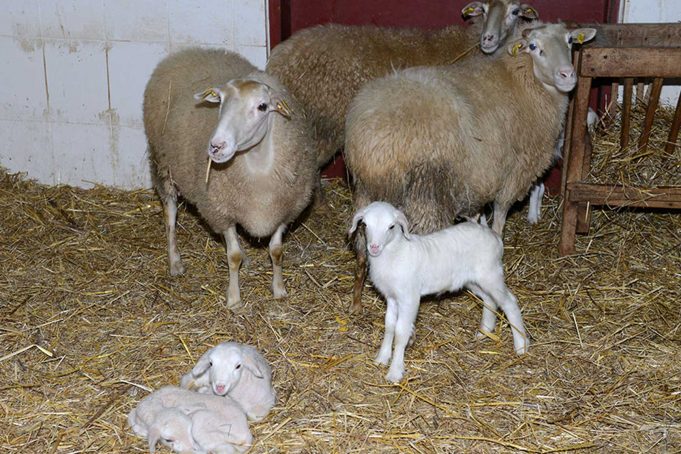 Klonlanan İlk Türk Koyunun Adı Nedir? Klonlanan İlk Türk Koyunun Adı Nedir