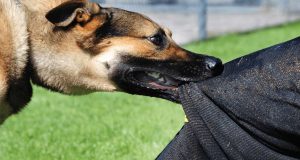 Kuduz Nedir? Kuduz Nedir