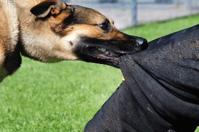 Kuduz Nedir? Kuduz Nedir