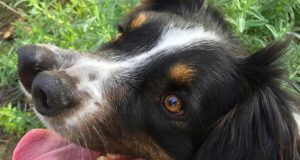 İki Burunlu Köpek: Toby İki Burunlu Köpek Toby