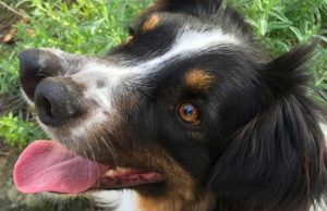İki Burunlu Köpek: Toby İki Burunlu Köpek Toby