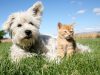 Köpeklerde Uyuz Hastalığının Tedavisi Köpeklerde Uyuz Hastalığının Tedavisi