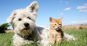 Köpeklerde Uyuz Hastalığının Tedavisi Köpeklerde Uyuz Hastalığının Tedavisi