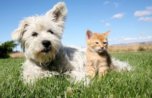 Köpeklerde Uyuz Hastalığının Tedavisi Köpeklerde Uyuz Hastalığının Tedavisi