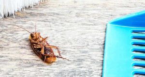 Hamam Böceklerinden Kurtulmanın Yolları Hamam Böceklerinden Kurtulmanın Yolları