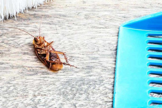 Hamam Böceklerinden Kurtulmanın Yolları Hamam Böceklerinden Kurtulmanın Yolları