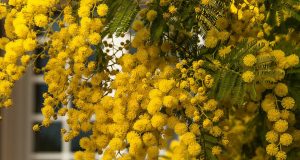 Mimoza Ağacı Çiçeği Hakkında Her Şey Mimoza Ağacı Çiçeği Hakkında Her Şey