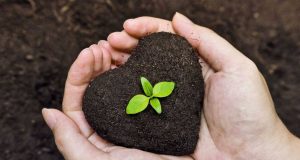 Solucan Gübresi Nedir? Solucan Gübresi Nedir