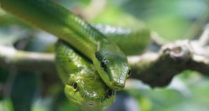 Yılanların Şaşırtan Özellikleri (İlginç Bilgiler) Yılanların Şaşırtan Özellikleri (İlginç Bilgiler)