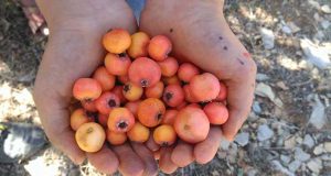 Alıç Mevsimi Geldi. İşte Faydaları ve Zararları! Alıç Mevsimi Faydaları Zararları